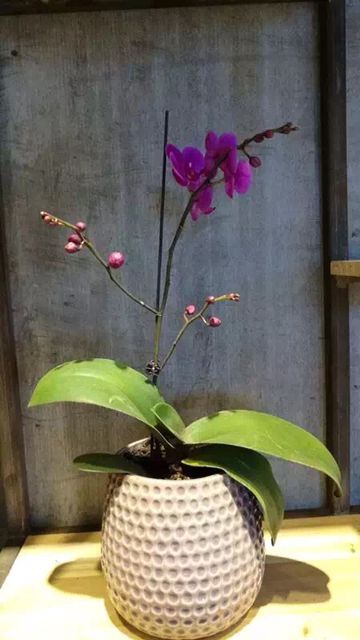 阜陽外貿花盆種花展示